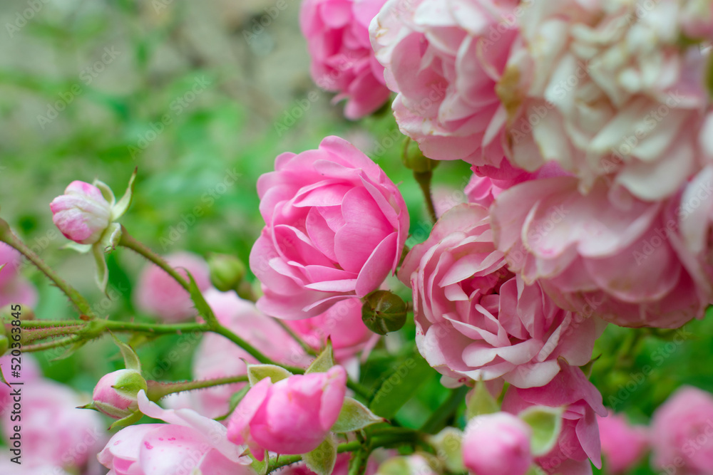 Fototapeta premium background of many small pink roses flowers in spring. small pink roses High quality photo