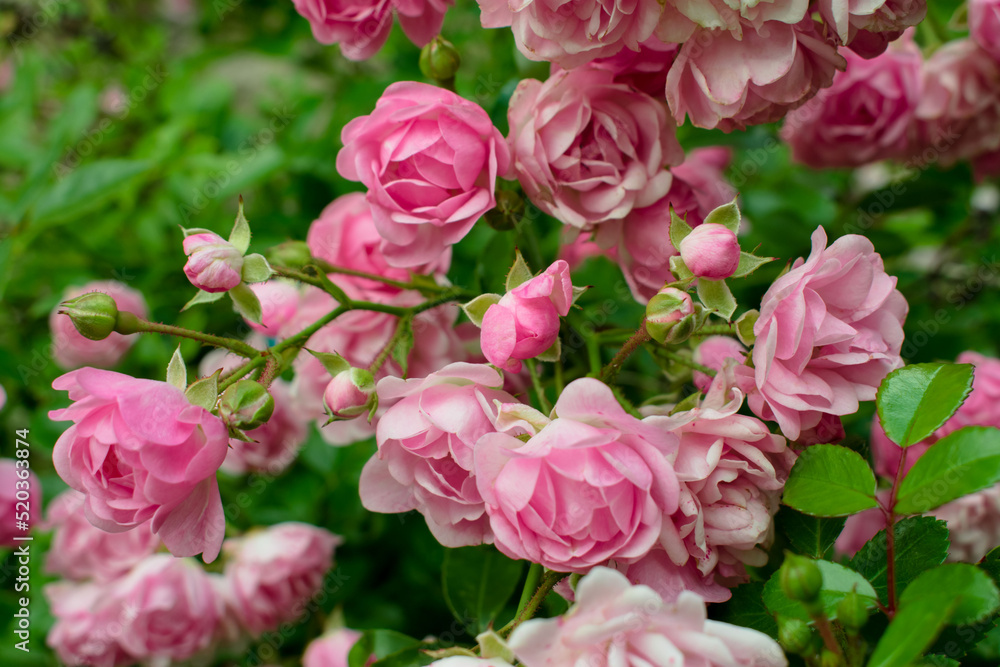background of many small pink roses flowers in spring. small pink roses High quality photo background of many small pink roses flowers in spring. small pink roses High quality photo