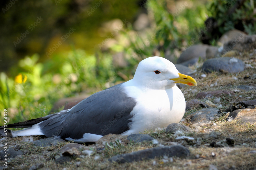 Great Herring Gull on the seashore Great Herring Gull on the seashore