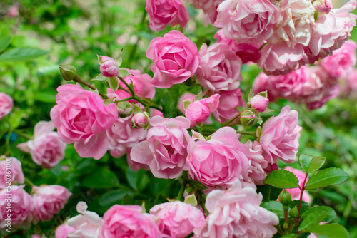background of many small pink roses flowers in spring. small pink roses High quality photo