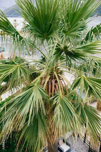 Green leaves crown of palm sabal