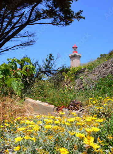 Le phare du Cap Béar au printemps photo