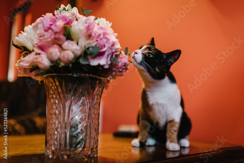 Photography Cat sniffs pink flowers, feline character and behavior, spring aggravation in cats