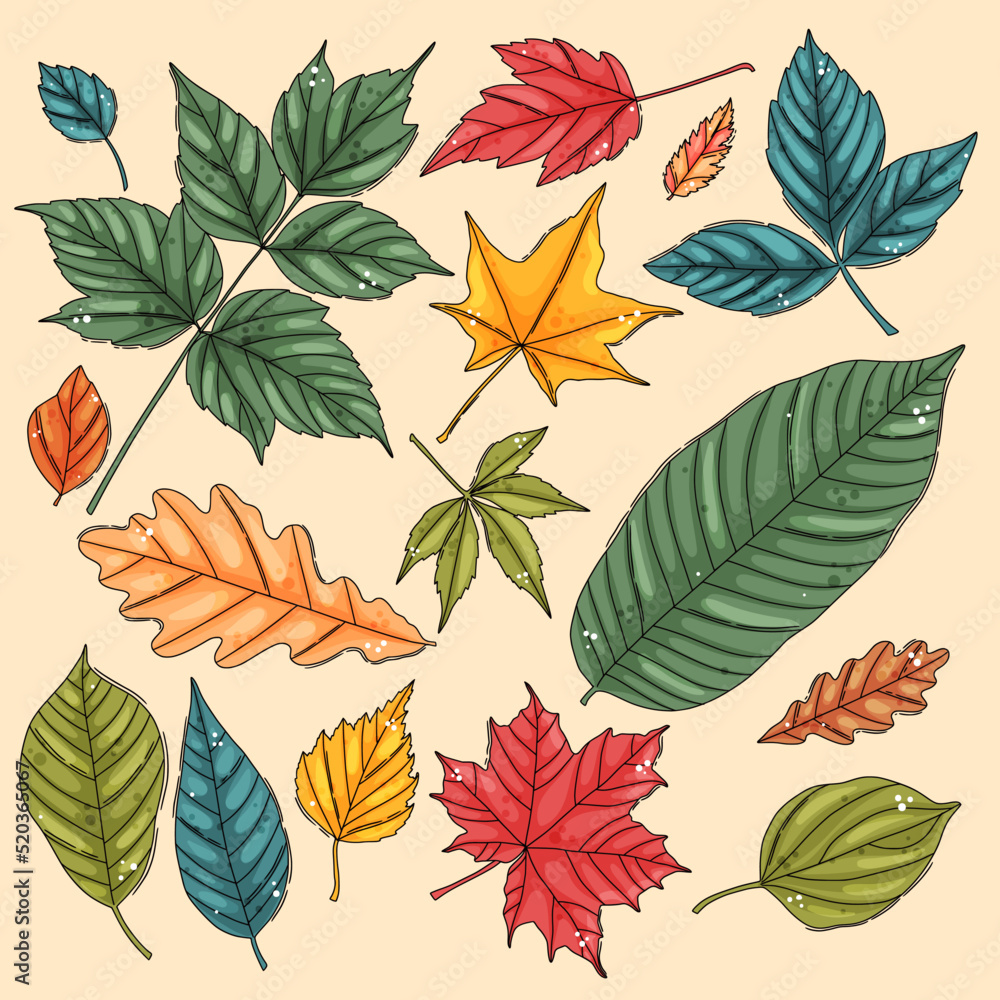 Autumn leaf set. Coloured tree leaves