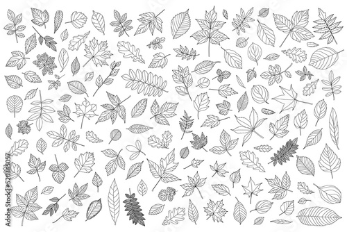 Autumn leaf set. black and white contour tree leaves