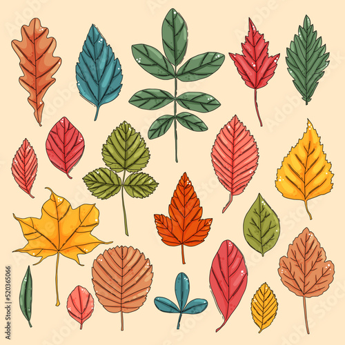 Autumn leaf set. Coloured tree leaves © creative_jen