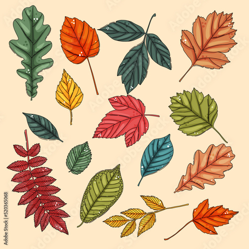 Autumn leaf set. Coloured tree leaves
