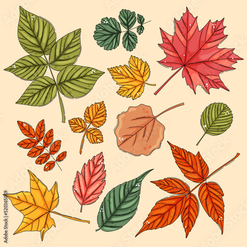 Autumn leaf set. Coloured tree leaves © creative_jen