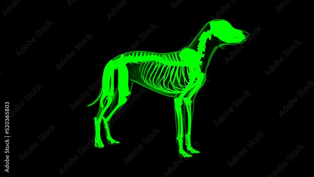 Biceps Femoris muscle Dog muscle Anatomy For Medical Concept 3D Animation Green matte Biceps Femoris muscle Dog muscle Anatomy For Medical Concept 3D Animation Green matte