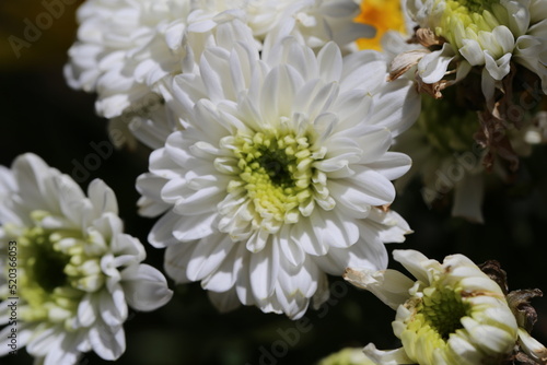 Close up photo of Chrysanthemum flower and blurred background.