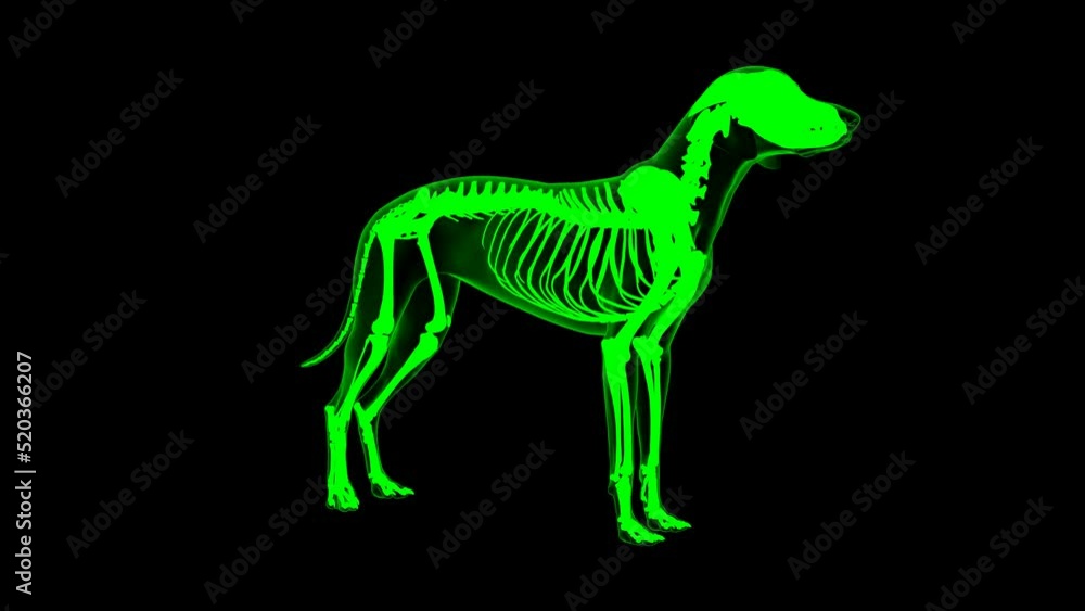 Cervical Auricularis Superficialis Muscle Dog muscle Anatomy For Medical Concept Loopable 3D Animation Green matte