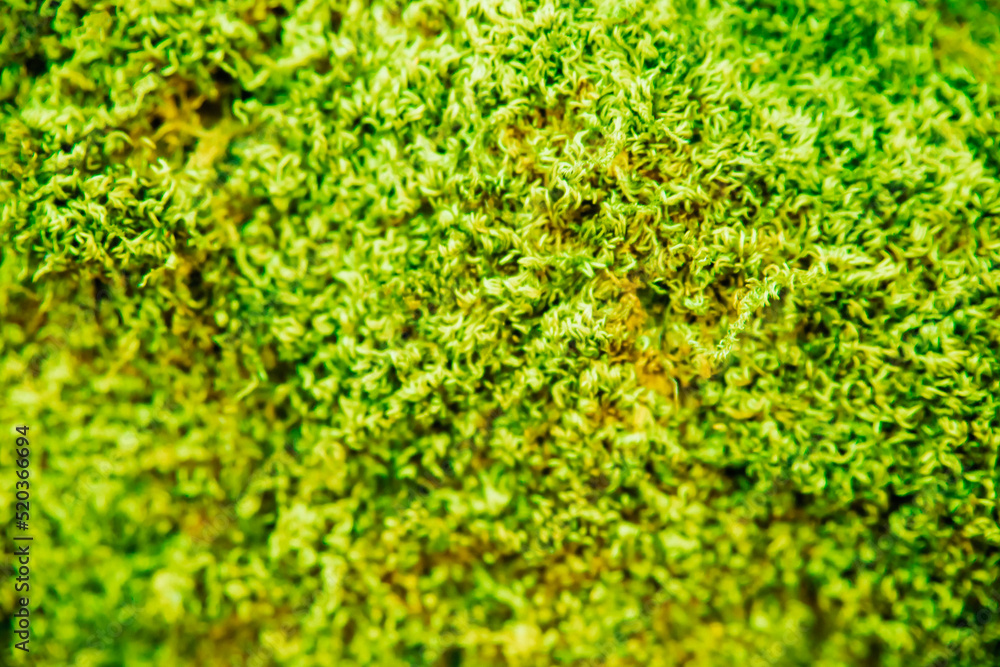 The texture of green moss. Moss background. Green moss grows on a stone or tree bark. The texture of green moss. Moss background. Green moss grows on a stone or tree bark.