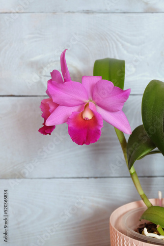 Pink hybrid Cattleya orchid on a blue background  selective focus  vertical orientation  with space for an inscription.