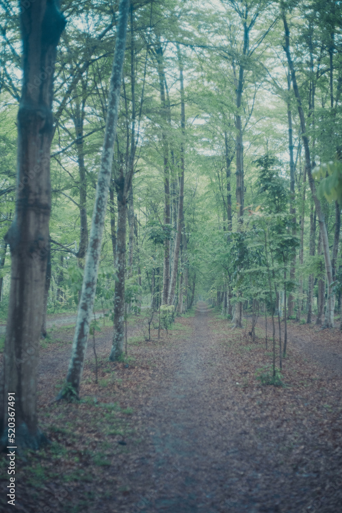 Fototapeta premium forest rain