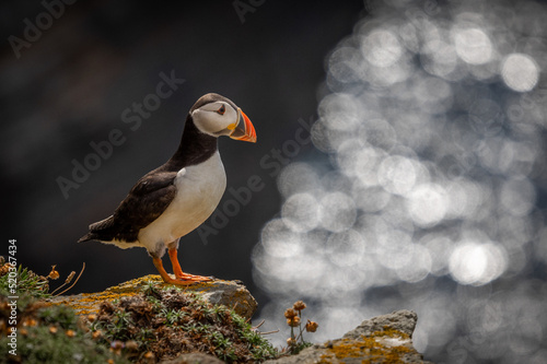 Puffin on Clifftop, Orkney Scotland