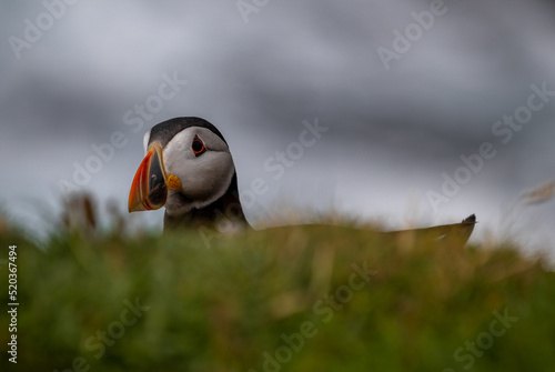 Puffin on Clifftop, Orkney Scotland © David