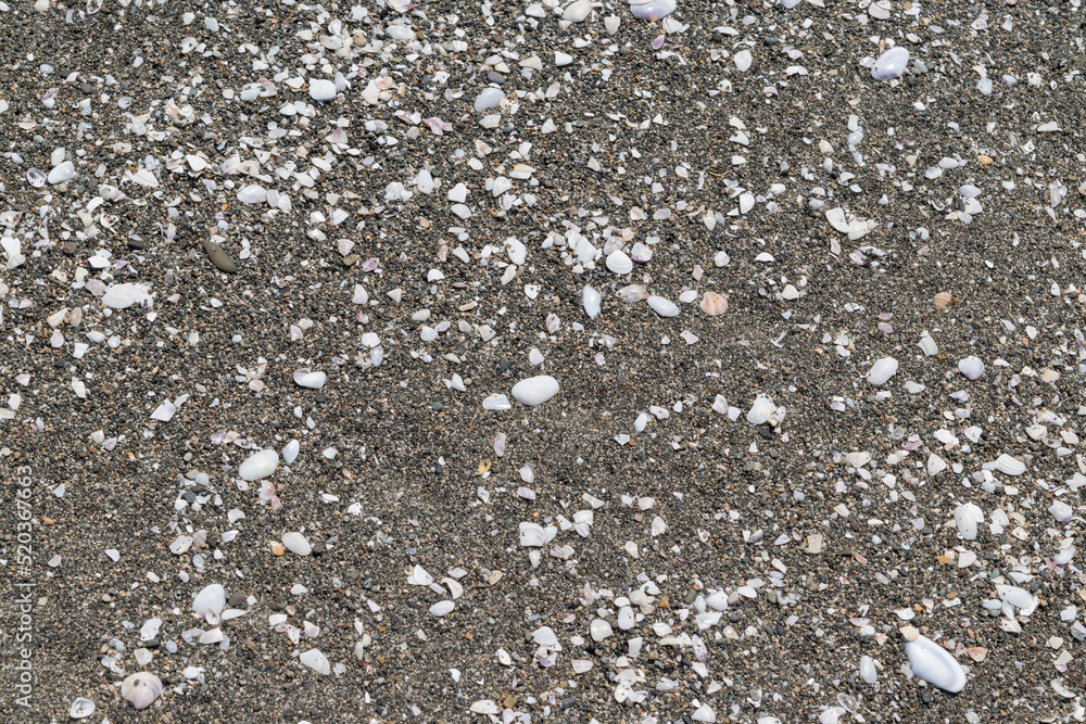 seashells on the beach seashells on the beach