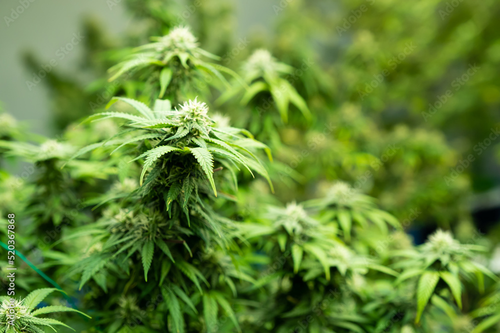 Selective focus on cannabis or marijuana. With hand on the leaf to check and inspect for the growth and quality of the leaf. Cannabis for medical treatment. Inside of industrial cannabis farming. Selective focus on cannabis or marijuana. With hand on the leaf to check and inspect for the growth and quality of the leaf. Cannabis for medical treatment. Inside of industrial cannabis farming.