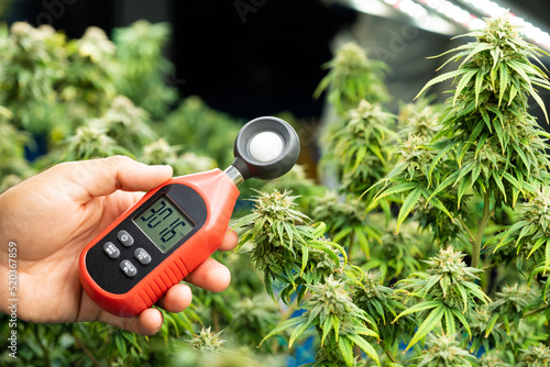 human hand using lux light meter  to check light condition for  growth and control quality of marijuanas or cannabis leaf. Cannabis for medical treatment. Inside of industrial cannabis farming. photo