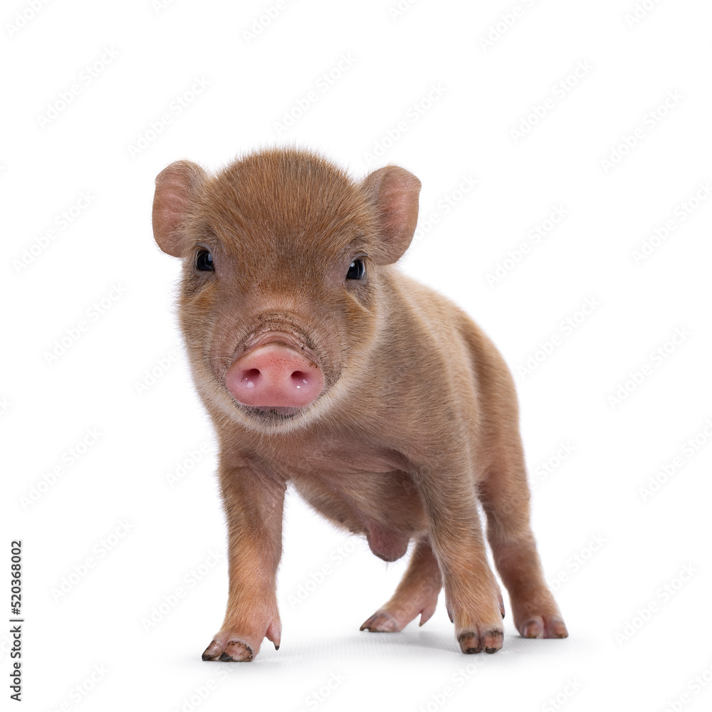 Fototapeta premium Cute 2 days old red mini potbellied pig, standing facing front. looking straight to camera. Isolated on a white background.