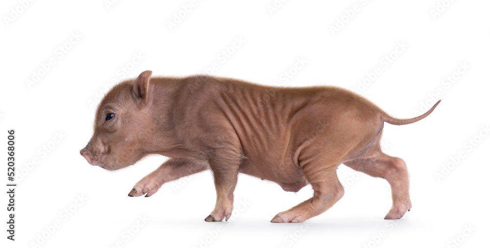 Cute 2 days old red mini potbellied pig, running side ways. Looking side ways away from camera. Isolated on a white background.