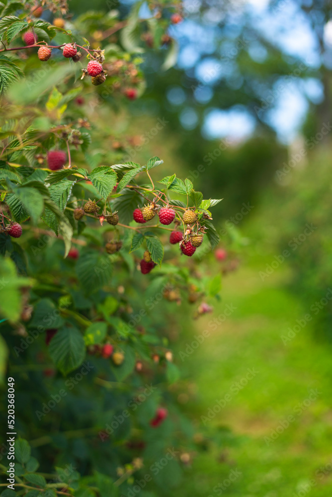 Branch of ripe raspberry in garden