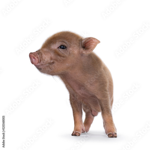 Cute 2 days old red mini potbellied pig, standing facing front. Looking side ways away from camera. Isolated on a white background. photo