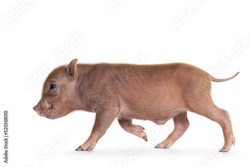 Cute 2 days old red mini potbellied pig  walking side ways. Looking side ways away from camera. Isolated on a white background.