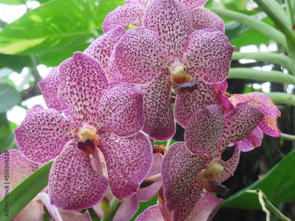 purple orchid flower purple orchid flower