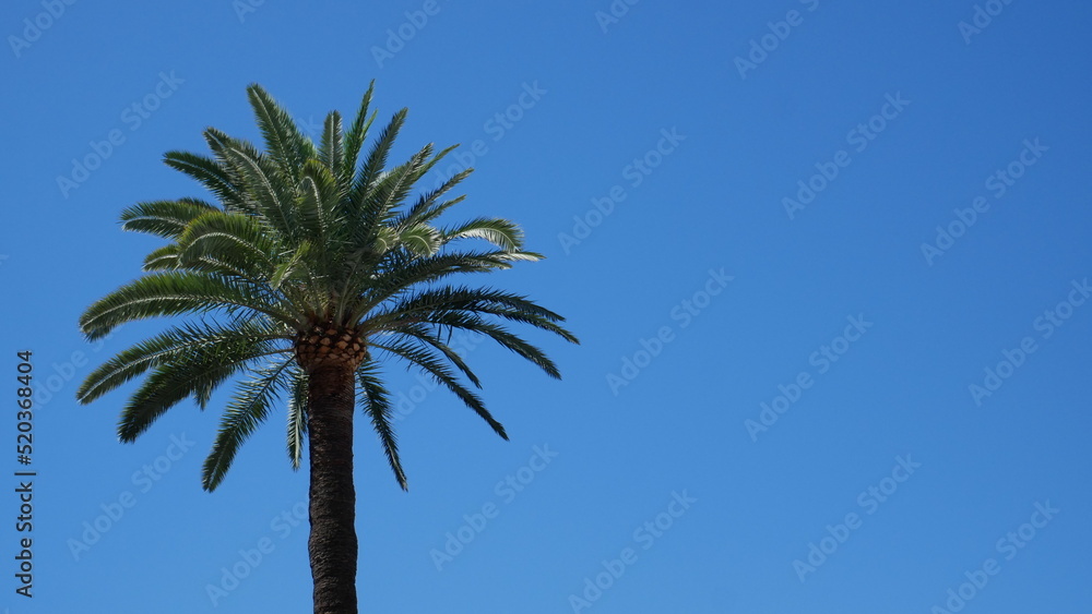 Fototapeta premium Un palmier devant un ciel bleu. Espace texte. Palmier Phoenix canariensis. Cannes, Côte d'azur, France