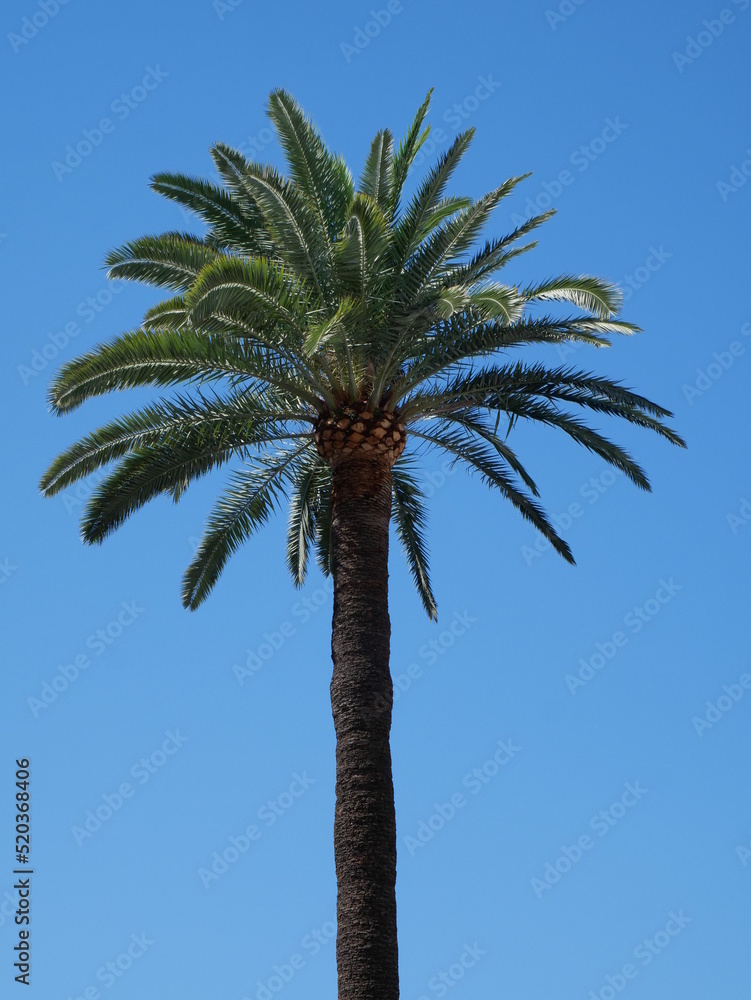 Fototapeta premium Un palmier devant un ciel bleu.. Palmier Phoenix canariensis. Cannes, Côte d'azur, France