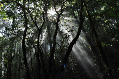 Sun rays in the middle of the rainforest