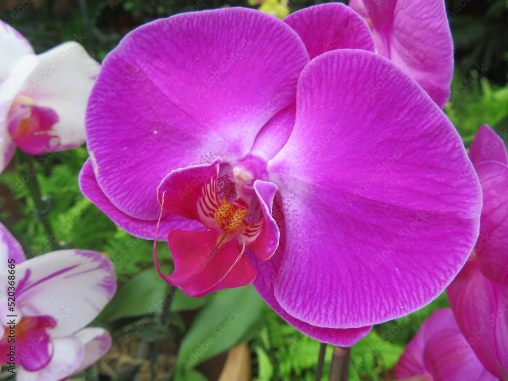 purple orchid flower purple orchid flower