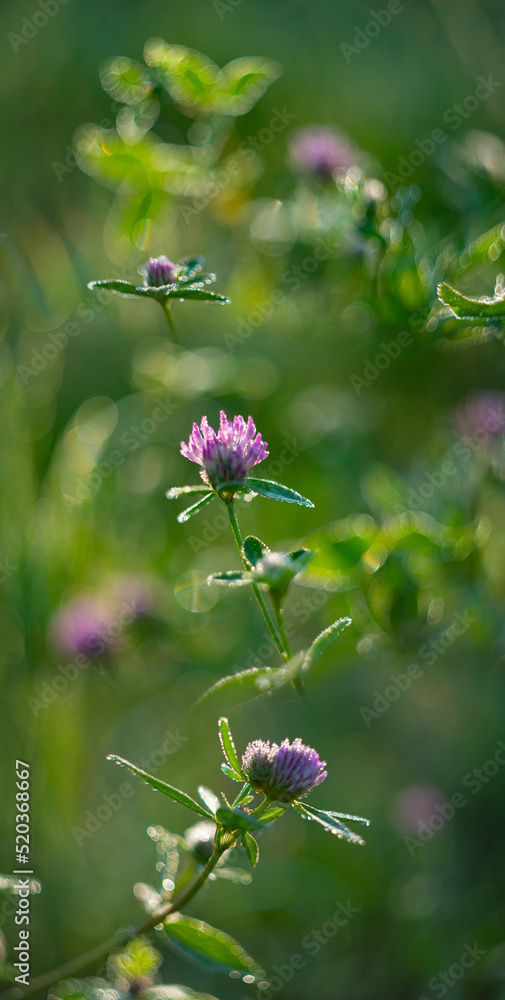 dewy plants with nice soft artistic bokeh