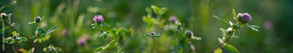 dewy plants with nice soft artistic bokeh dewy plants with nice soft artistic bokeh