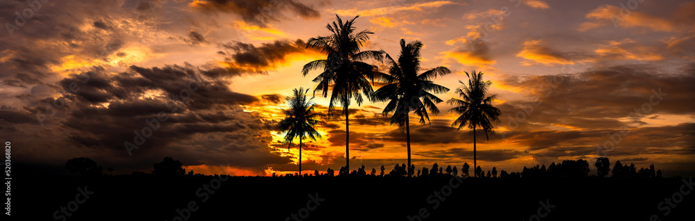 Panorama silhouette coconut tree with sunset.Palm Tree silhouetted against a setting sun.Dark tree on open field dramatic sunrise.Palm trees silhouette on sunset tropical beach on Hawaii,USA.