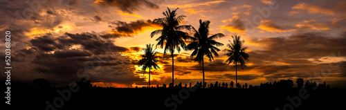 Panorama silhouette coconut tree with sunset.Palm Tree silhouetted against a setting sun.Dark tree on open field dramatic sunrise.Palm trees silhouette on sunset tropical beach on Hawaii USA.