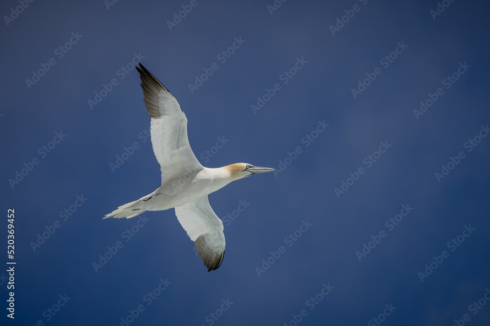 Fototapeta premium Gannet in Flight, Orkney Scotland