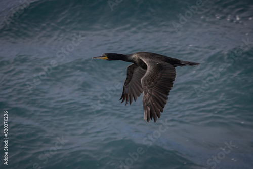 Cormorant in flight, Orkney Scotland