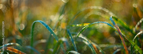 dewy drass with nice soft artistic bokeh photo