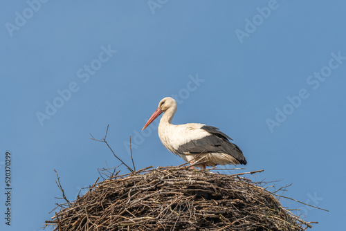  stork stands in the nest