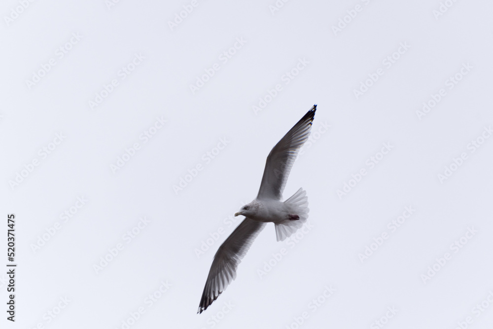 Obraz premium Angry Gull Flying In A Grey Sky