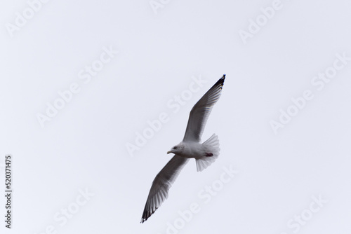 Angry Gull Flying In A Grey Sky