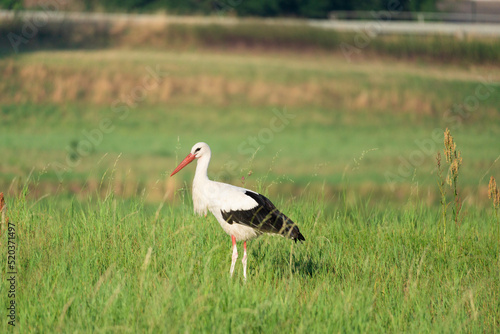 white stork in the meadow (Ciconia ciconia)