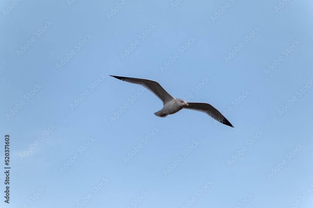 Angry Gull Flying In A Grey Sky Angry Gull Flying In A Grey Sky