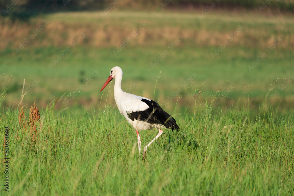 white stork in the meadow (Ciconia ciconia) white stork in the meadow (Ciconia ciconia)