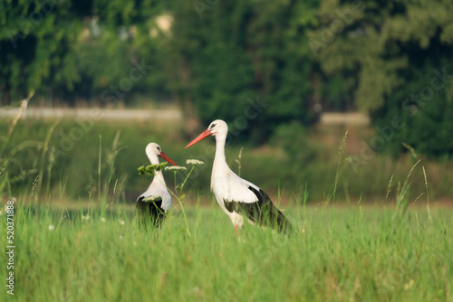 two storks in the meadow (Ciconia ciconia)