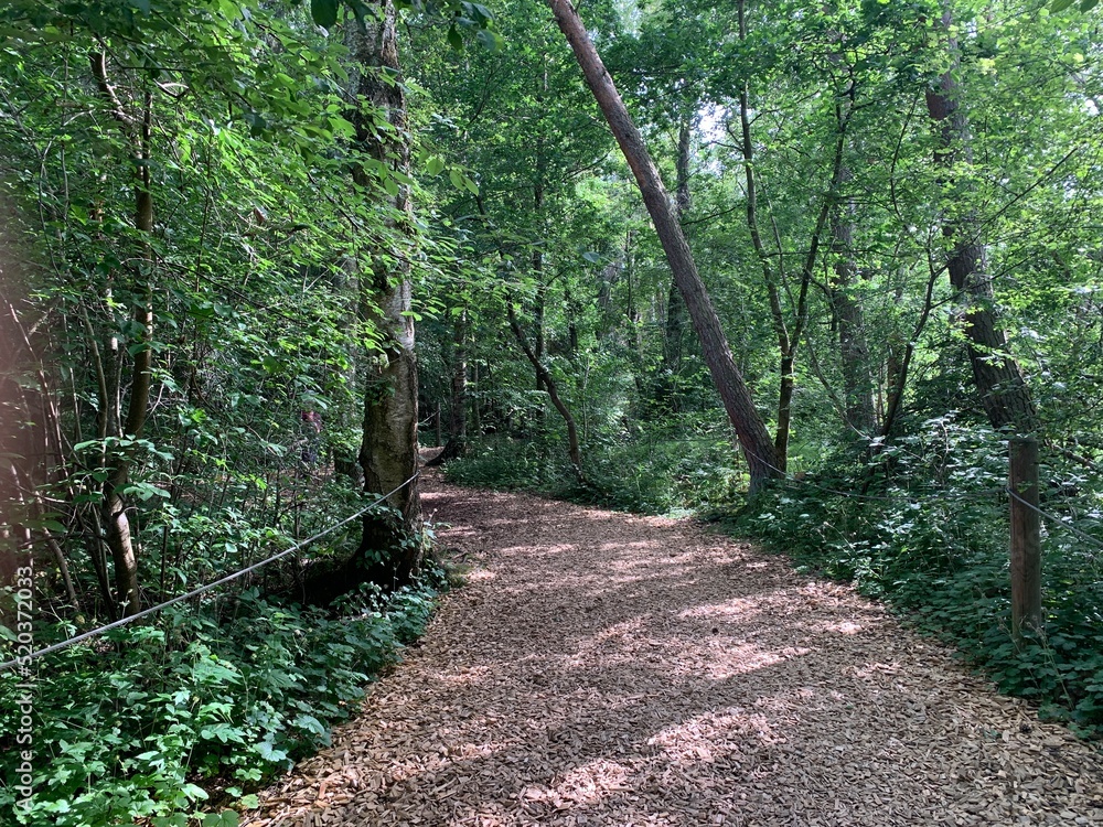 Obraz premium Hiking trail in a moor forest in Bad Buchau