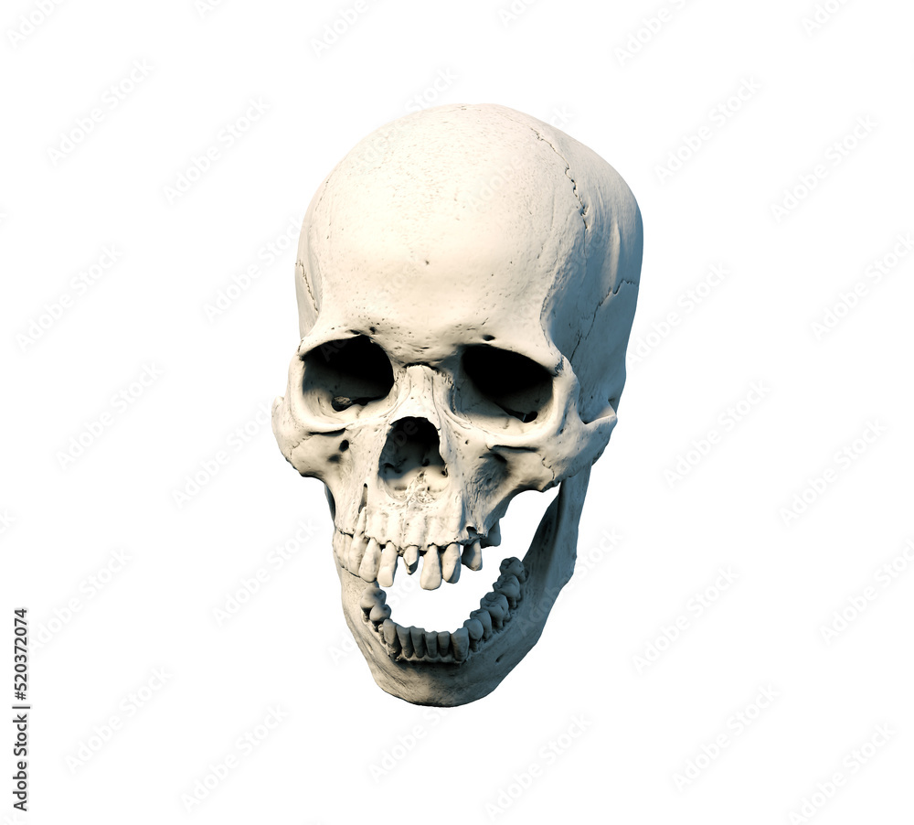 Naklejka premium The Anatomical right Human skull in full face on a white isolated background. Concept of death, horror. Spooky Halloween symbol, virus. print, poster. wallpaper. 3d render illustration.