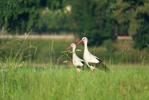 two storks in the meadow (Ciconia ciconia)